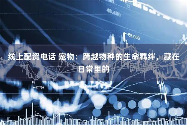 线上配资电话 宠物：跨越物种的生命羁绊，藏在日常里的